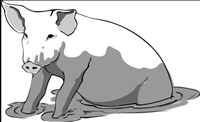 pig